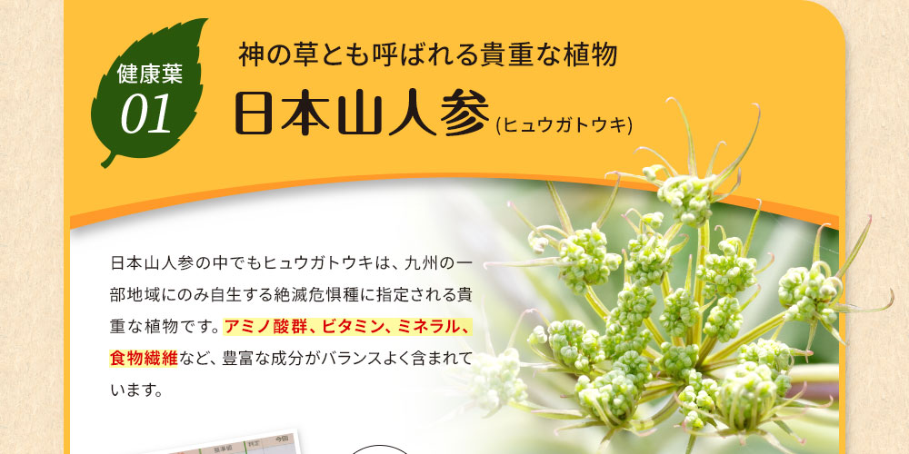 神の草とも呼ばれる貴重な植物 日本山人参（ヒュウガトウキ）